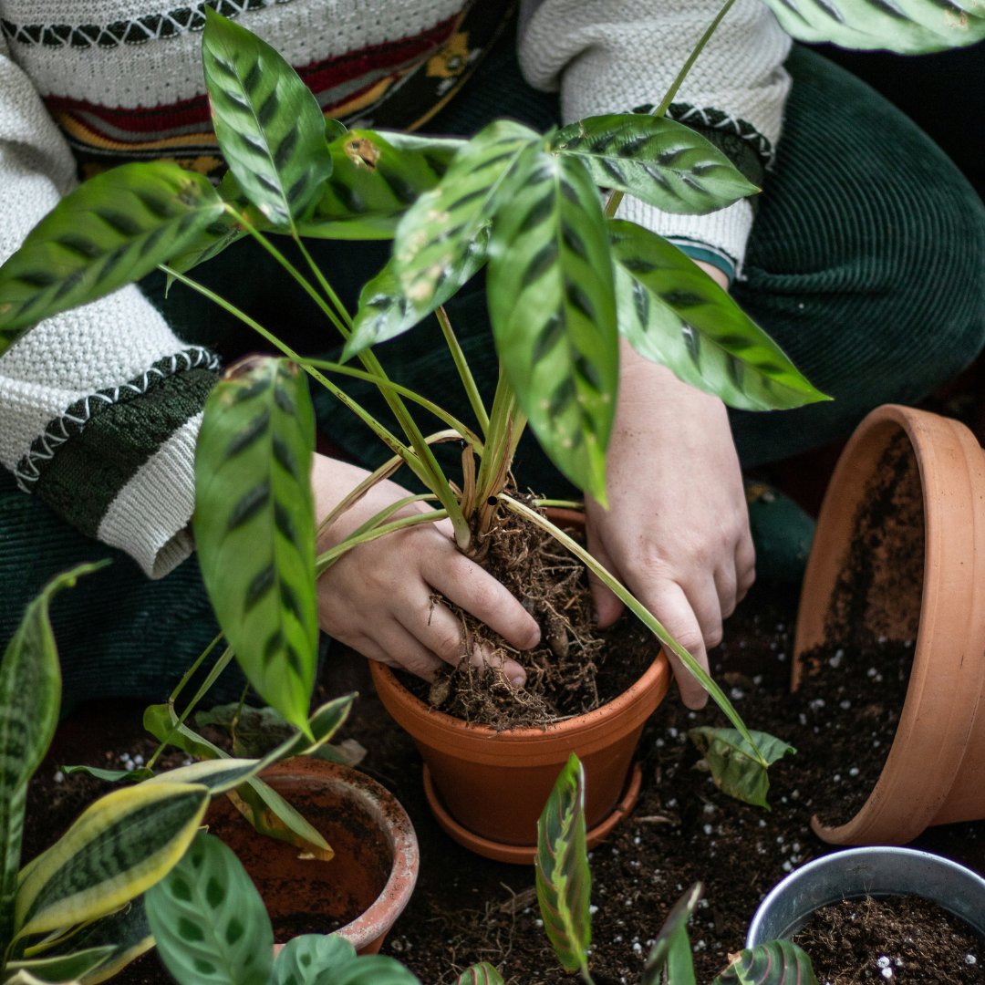 Entiende a tus plantas: Taller para cuidarlas mejor