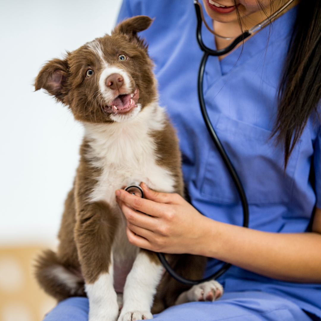 Entiende mejor a tu mascota: Taller de nutrición veterinaria